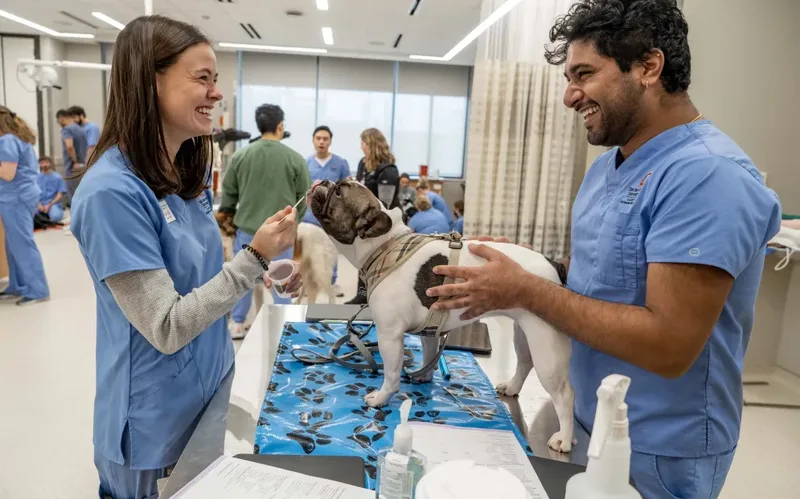 Ohio State veterinary students working with a dog